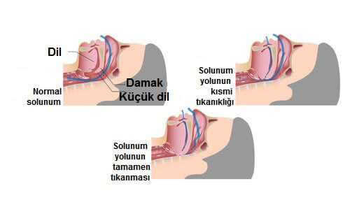 ağzın yapısı