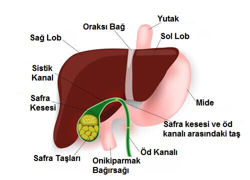 sindirim sistemi organları