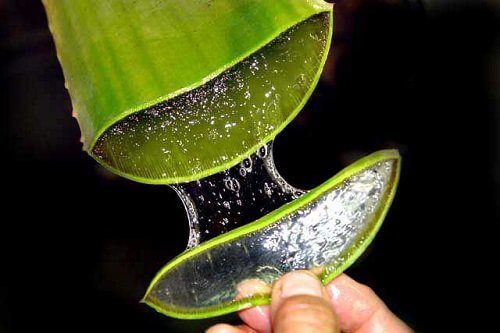 aloe vera jeli