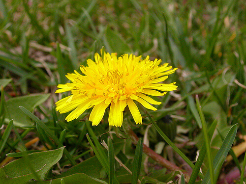 karahindiba