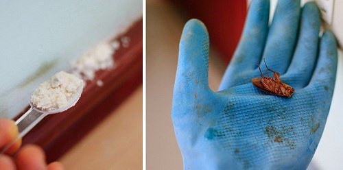 Hamam Böceklerinden Doğal Yollarla Kurtulun