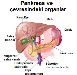 pankreas ve çevre organlar