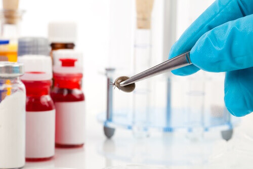 kene laboratuvar ortamı