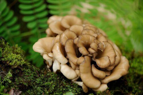 shiitake mantarı