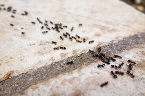 Kimyasal İçermeyen 6 Karınca Kovucu İlaç