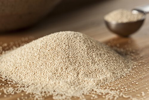 bira mayası
