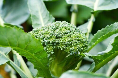 brokoli çiçeği