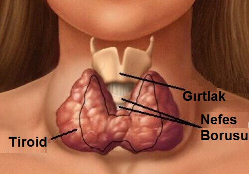 Hipotiroid için Deniz Yosununun Faydalarını Keşfedin