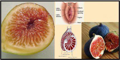 incir cinsel organ