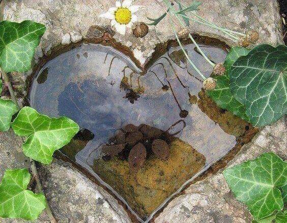 kalp şeklinde su birikintisi ve yapraklar