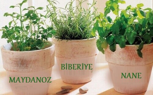 Evde Şifalı Bitki Yetiştirmek: Biberiye, Nane ve Maydanoz