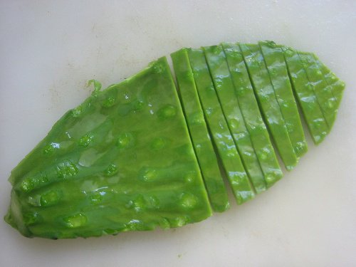 nopal kaktüs