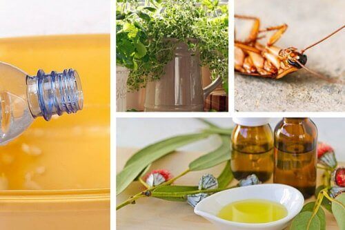 Zehirli Kimyasallar Kullanmadan Evdeki Böceklerden Kurtulun