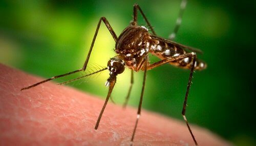 Sivrisinekler Beni Isırırken Neden Başkalarını Isırmaz?