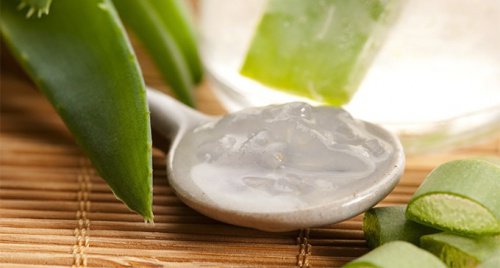 aloe vera
