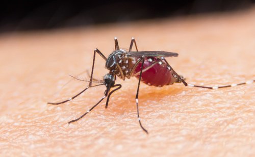 zika virüsü sivrisinek ısırığı