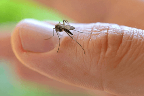 DSÖ Zika Virüsü Uyarısında Bulundu