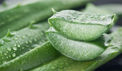 aloe vera yaprakları