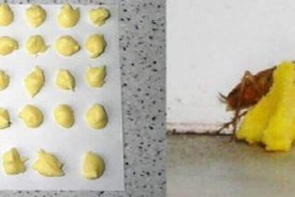borak asit ve yumurta
