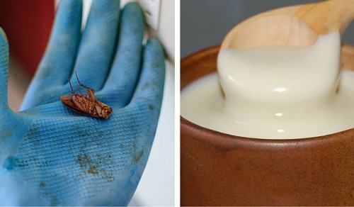Hamam Böceklerini Tamamen Yok Edin
