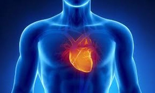 kalp ve insan bedeni