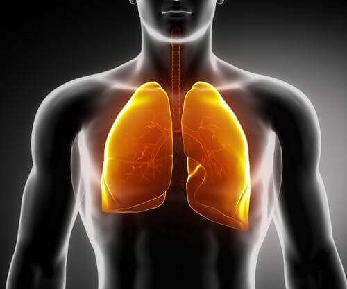akciğer şeması