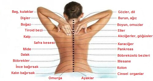 Omurga ve Organlar Birbirine Nasıl Bağlıdır?