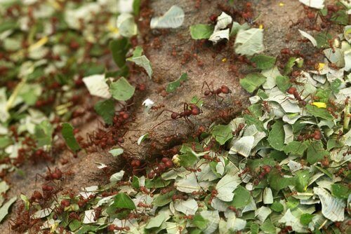 yaprak taşıyan karıncalar