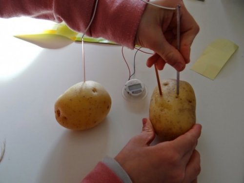 patates lambası çalışması