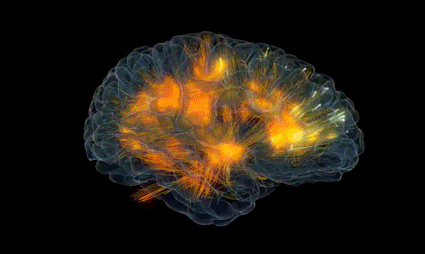 beyin şeması