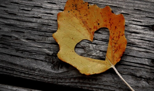 yaprak ve kalp