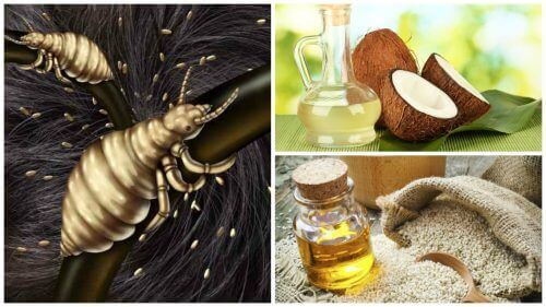 Bit İle Savaşan Ev Yapımı 5 Doğal Çözüm İle Tanışın