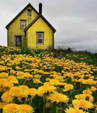 sarı ev ve çiçekler