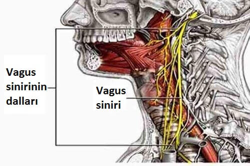 vagus siniri yeri