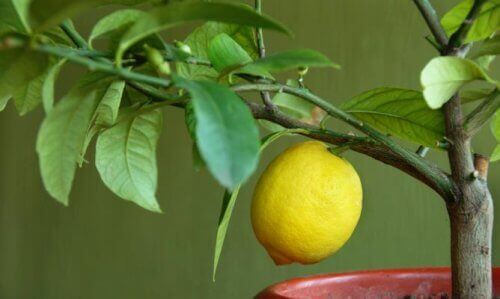 saksıda limon ağacı