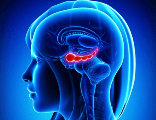 cevizin beyne faydası