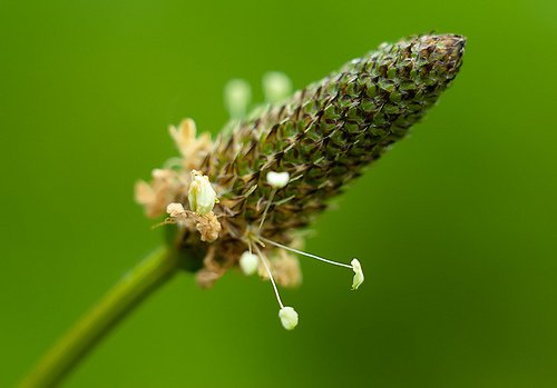 dar sinirli ot görseli