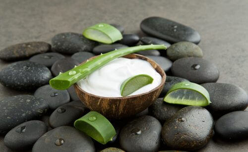 aloe vera doğal krem yapımında kullanılır
