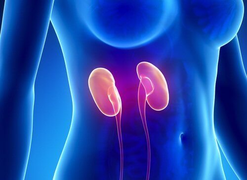 böbrek ultrason görüntüsü