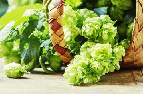 sepette şerbetçiotu çiçekleri