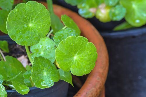 Gotu Kola Bitkisi Nedir, Nelere İyi Gelir?