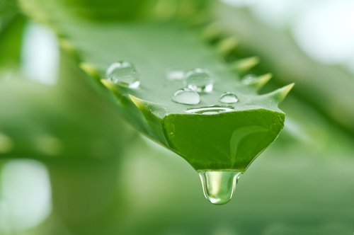 aloe vera jeli