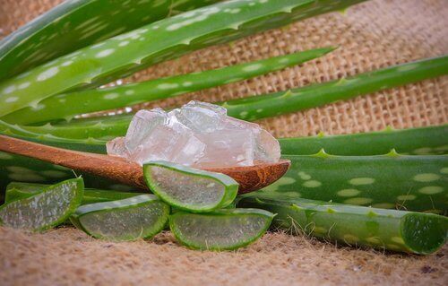 aloe vera bitki jel