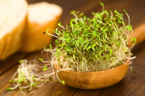 alfalfa otu