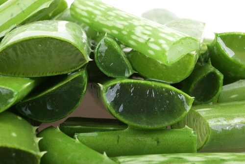 taze aloe vera bitkisi