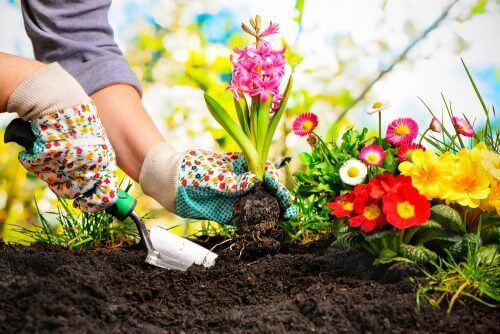 Evinizde Minyatür Bahçe Oluşturmak İçin 5 Güzel Fikir