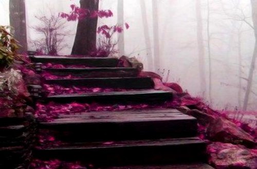 pembe çiçekli tahta merdivenler