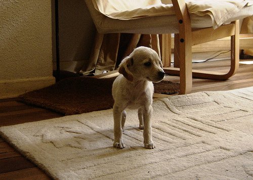 minik köpek
