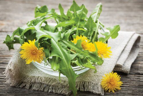 karahindiba çiçeği