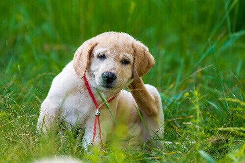 kaşınan köpek
